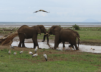 Image showing two fighting Elephants in Africa