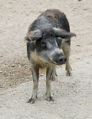 Image showing Mangalitsa