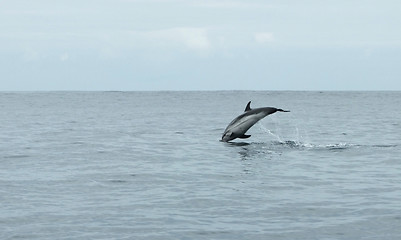 Image showing jumping dolphin