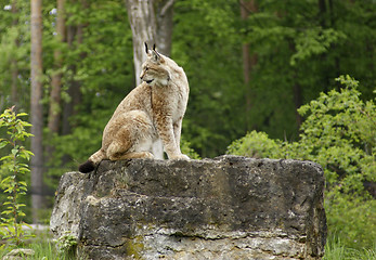 Image showing eurasian Lynx on rock formation