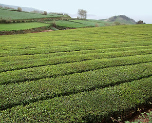 Image showing tea plantation