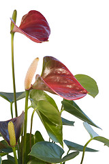 Image showing red Flamingo Flower in white back