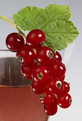 Image showing Redcurrant on glass