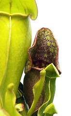 Image showing carnivorous plant detail