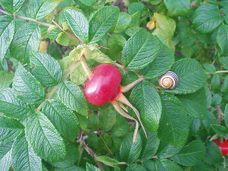 Image showing Rose hip and snailshell