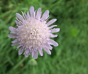 Image showing Scabiosa flower in green back