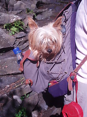 Image showing Small dog in rucksack