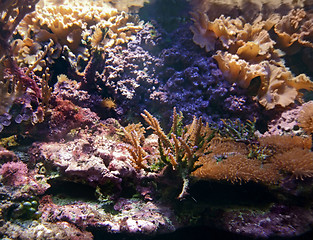 Image showing underwater scenery