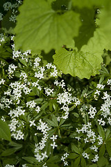 Image showing leaves and white flowers