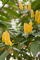 Image showing exotic yellow flowers