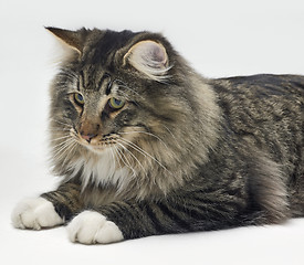 Image showing resting Norwegian Forest Cat