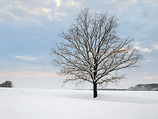 Image showing winter tree