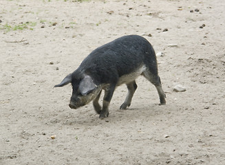 Image showing Mangalitsa