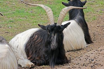 Image showing resting Valais Blackneck goats