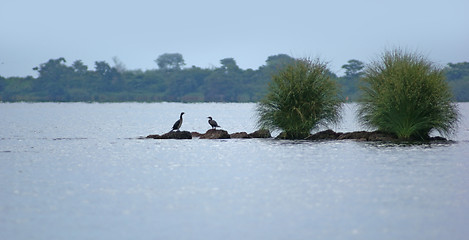 Image showing Lake Victoria near Entebbe