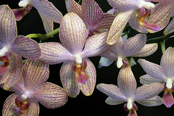 Image showing colorful orchid flowers