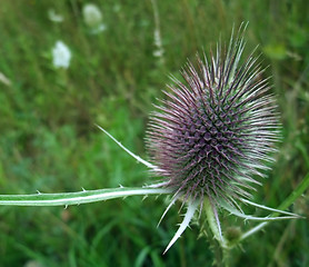 Image showing Dipsacus flower in green blurry back