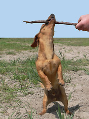 Image showing playing sausage dog