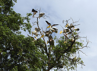 Image showing Pelicans in a tree top