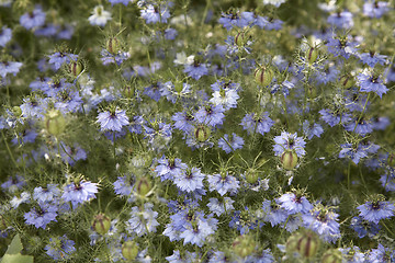 Image showing lots of nigella damascena flowers