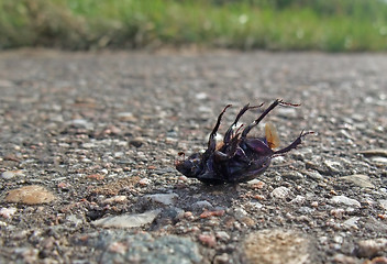 Image showing dead bug supine on pavement