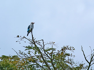 Image showing Common Kingfisher on treetop