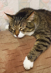 Image showing Sleeping cat.