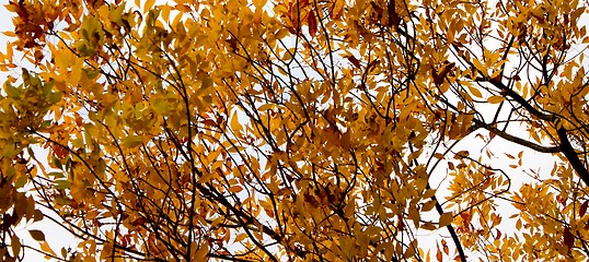 Image showing Autumn Tree Sky