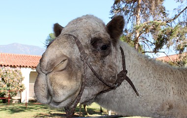 Image showing Camel