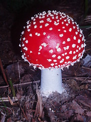 Image showing Fly agaric