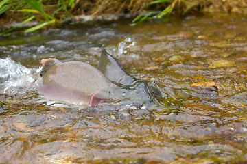 Image showing Fighting males of humpback salmon