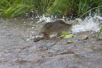 Image showing humpback salmon is ranning to the  spawning place