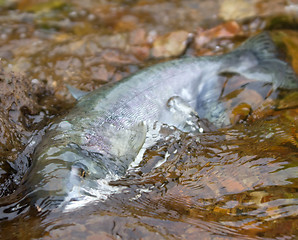 Image showing the Silver salmon going on spawning 2