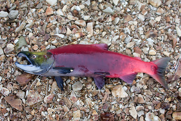 Image showing main run  blue-backed salmon (Oncorhynchus nerka)