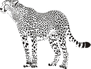 Image showing Gepard - Black and white cheetah
