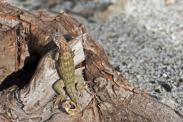 Image showing Lizard camouflage.