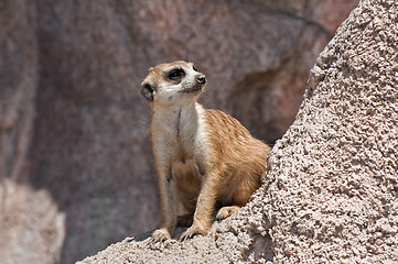 Image showing Meerkat.