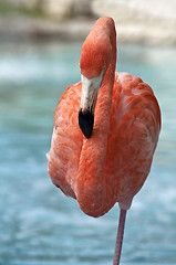 Image showing Pink Flamingo.