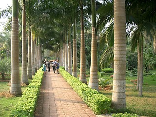 Image showing Palm alley, Hainan, Southern China
