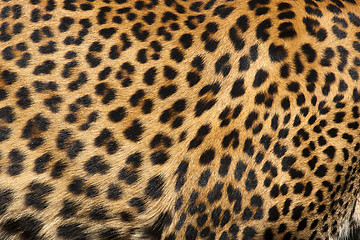Image showing Leopard Skin