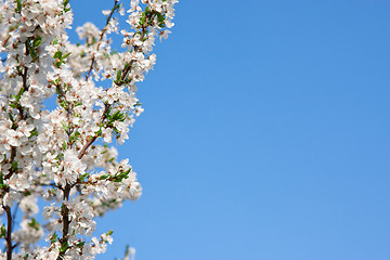 Image showing Spring blossom cherry tree