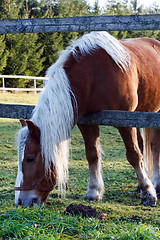 Image showing Horse