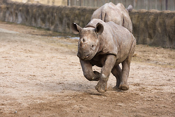 Image showing Black Rhinoceros baby