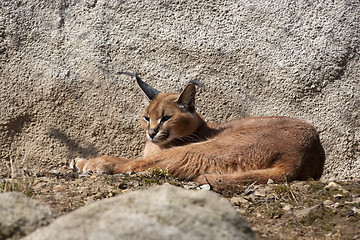 Image showing Caracal