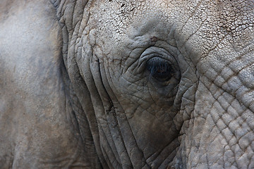 Image showing Elephant close up