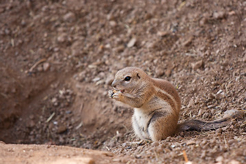 Image showing Squirrel Cape