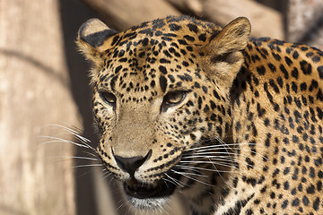 Image showing Jaguar