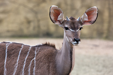 Image showing Kudu antelope