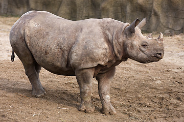 Image showing Black Rhinoceros baby