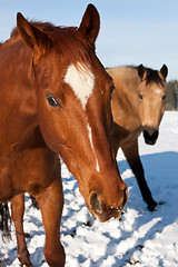 Image showing Horses in snow